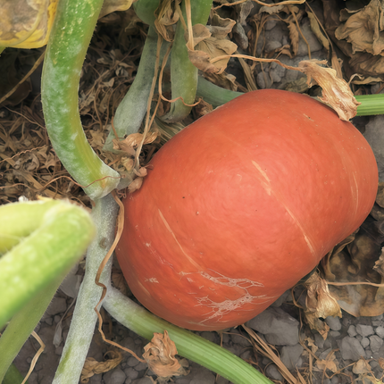 Cucurbita moschata 'Orange Red' Winter Squash Seeds