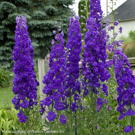 Delphinium Elatum 'Blue' Majestic Seeds