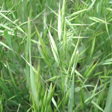 Bouteloua dactyloides 'Buffalograss' Native Turf Seed