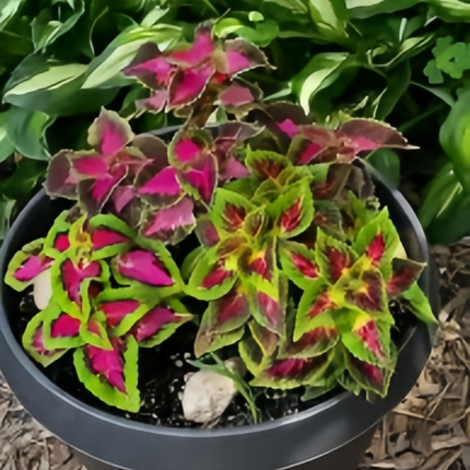 Coleus Scutellarioides 'Rainbow' Mixed Seeds