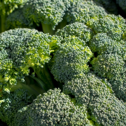 Cleome gynandra 'Green' Leafy Spider Plant Seeds