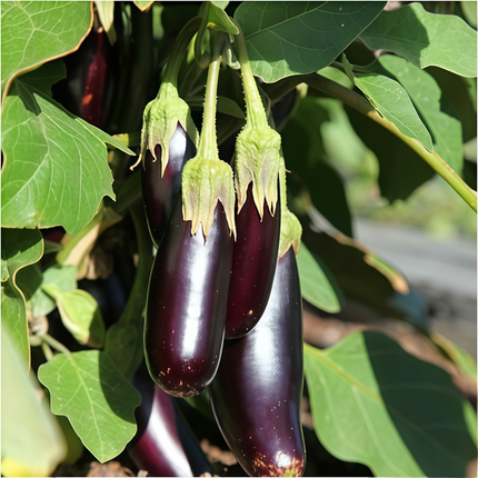 Solanum melongena 'Purple' Eggplant Seeds