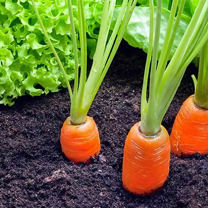 Daucus carota subsp. sativus 'Carrot' Root Vegetable Seeds