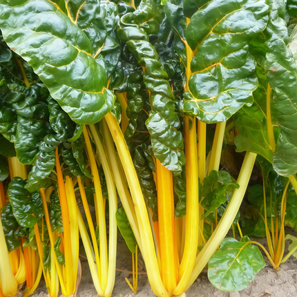 Beta vulgaris subsp. vulgaris 'Green Leaf Yellow Vein' Chard Seeds