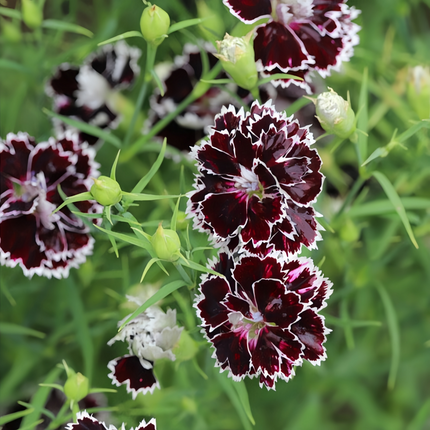 Dianthus 'Dark Purple' Ornamental Seeds