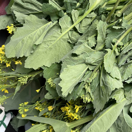 Brassica napus 'Rapeseed' Oilseed & Forage Seeds