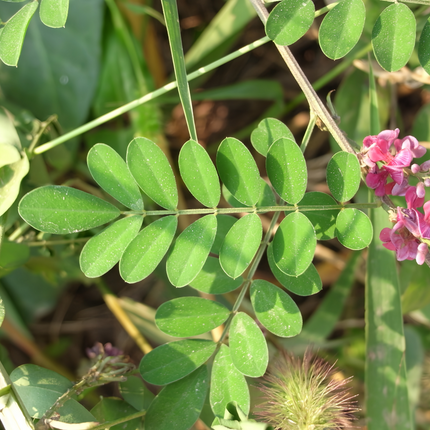 Indigofera pseudotinctoria 'Indigo' Dye Plant Seeds