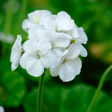 Pelargonium Zonale 'White' Zonal Geranium Seeds