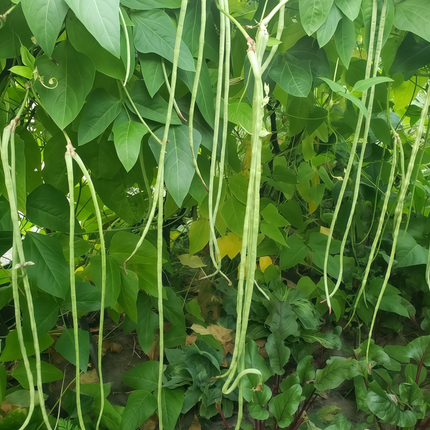 Vigna unguiculata 'Cowpea' Legume & Cover Crop Seeds