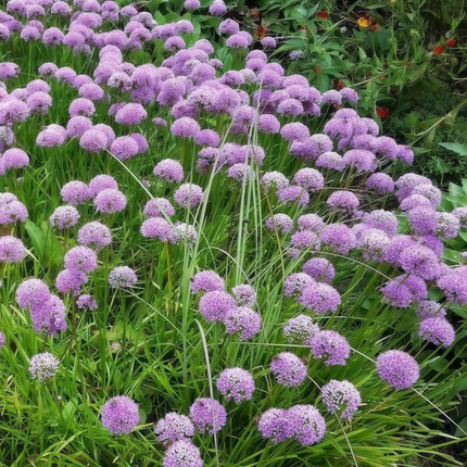 Allium Senescens 'Purplish Red' Ornamental Onion Seeds