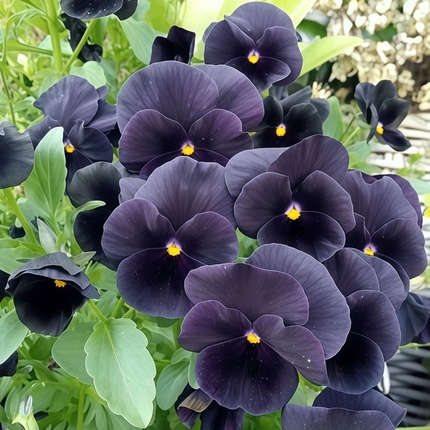 Viola Cornuta 'Black' Midnight Pansy Seeds