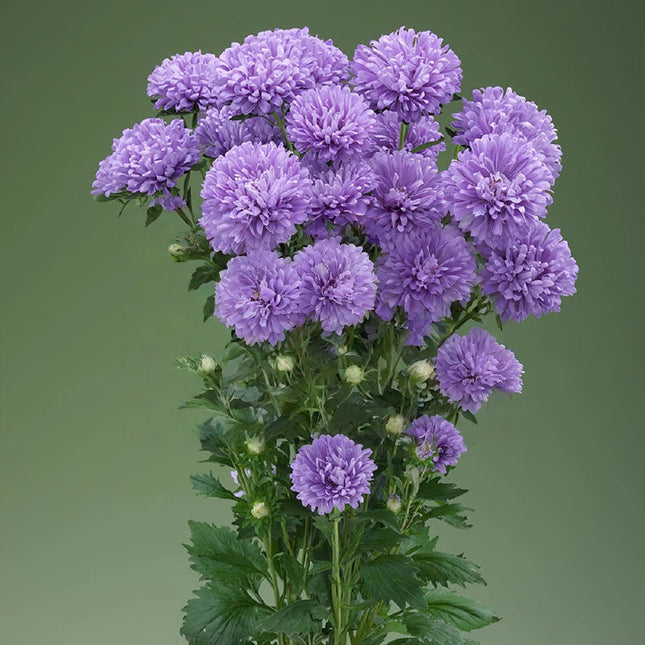 Callistephus Chinensis 'Baby Blue' Delicate Aster Seeds