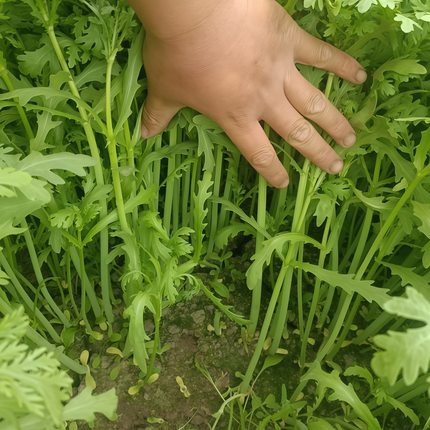 Citrullus lanatus 'Green' Watermelon Variety Seeds