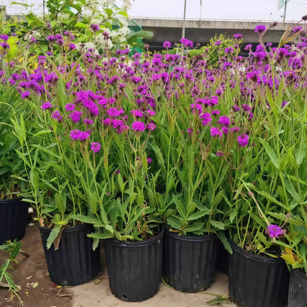Verbena Officinalis 'Purplish Red' Medicinal Seeds