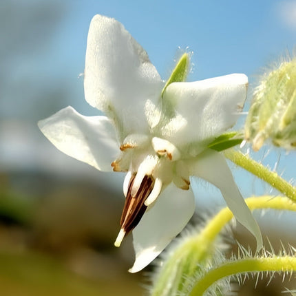 Borago Officinalis 'White' Ornamental Borage Seeds