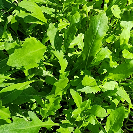 Eruca vesicaria ssp. sativa 'Arugula' Salad Green Seeds