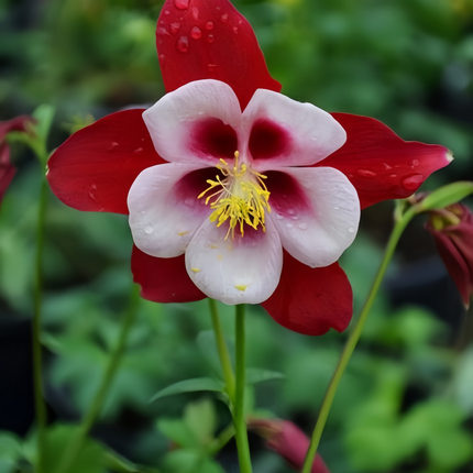 Aquilegia Vulgaris 'Red' European Columbine Seeds