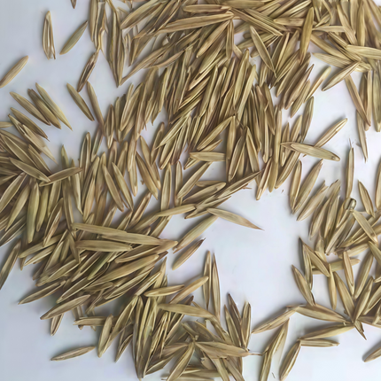 Elymus trachycaulus 'Slender WG' Wheatgrass Erosion Control Seeds