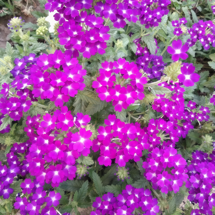 Glandularia Hybrida 'Purplish Red' Garden Verbena Seeds