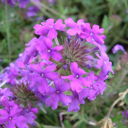 Glandularia Hybrida 'Reddish Purple' Verbena Seeds