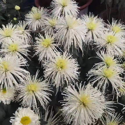 Golden Bloom Aster Seeds— Callistephus Chinensis