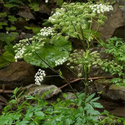Angelica sinensis 'Dong Quai' Medicinal Herb Seeds