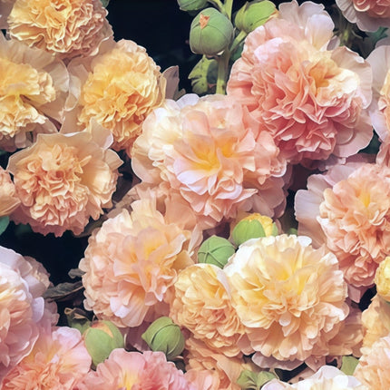 Alcea Rosea 'Pink' Garden Hollyhock Seeds