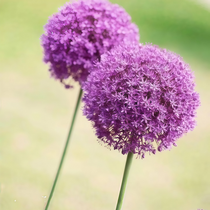 Allium Schoenoprasum 'Purplish Red' Ornamental Chives Seeds