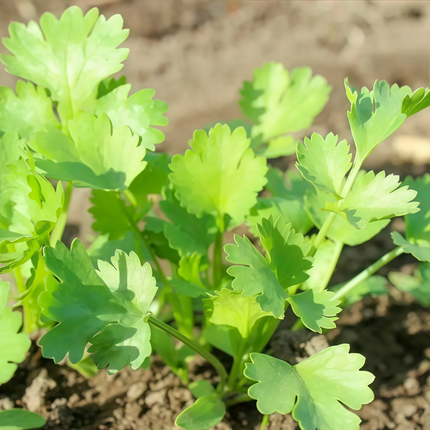 Coriandrum sativum 'Leaf & Flower' Cilantro Herb Seeds