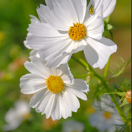 Cosmos Bipinnatus 'Pure White' Heirloom Seeds