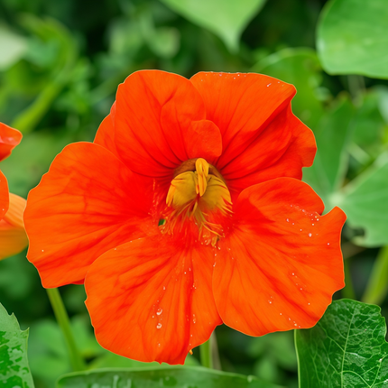 Tropaeolum Majus 'Orange' Garden Nasturtium Seeds