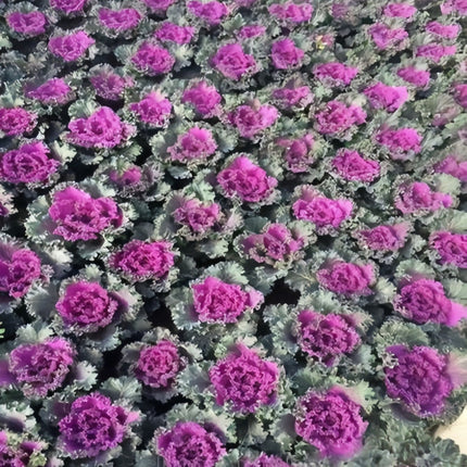 Brassica Oleracea 'Red' Ornamental Kale Seeds