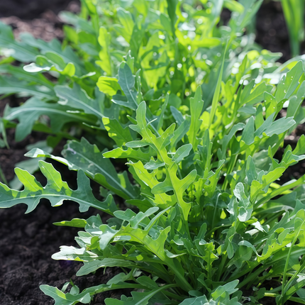 Eruca vesicaria ssp. sativa 'Arugula' Salad Green Seeds
