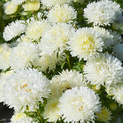 White Aster Seeds — Callistephus Chinensis