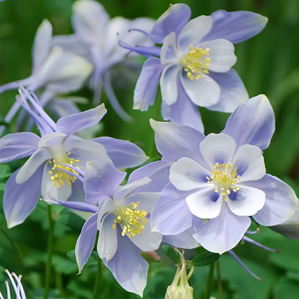 Aquilegia Vulgaris 'Blue' Classic Columbine Seeds