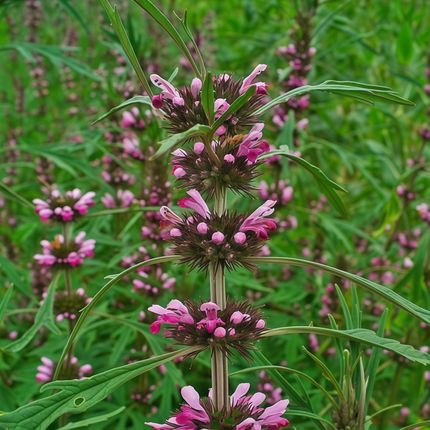 Leonurus japonicus ‘Motherwort’ Traditional Garden Herb Seeds