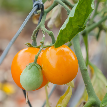 Solanum lycopersicum 'Red Fruit' Tomato Seeds