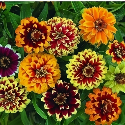 Zinnia Elegans 'Mix' Colorful Zinnia Seeds