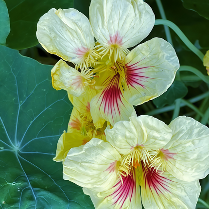 Tropaeolum Majus 'Yellow Red Stripes' Bicolor Seeds