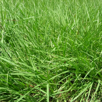 Paspalum notatum 'Bahiagrass' Lawn & Pasture Seeds