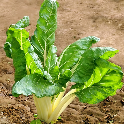 Beta vulgaris subsp. vulgaris 'Green Leaf White Vein' Chard Seeds