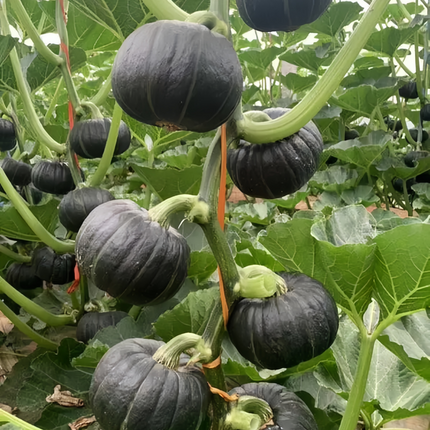 Cucurbita moschata 'Golden-Boy' Yellow Winter Squash Seeds