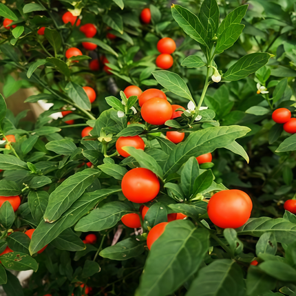 Solanum pseudocapsicum 'Red' Jerusalem Cherry Seeds