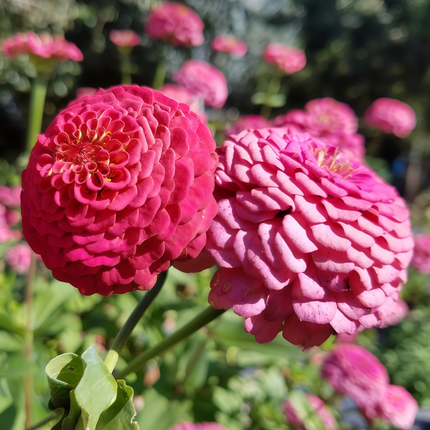 Zinnia Elegans 'Rose Red' Pink Zinnia Seeds