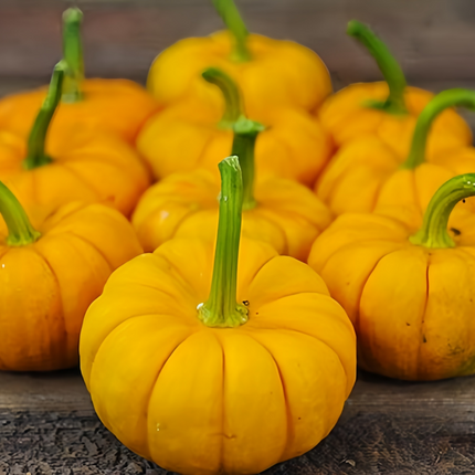 Cucurbita moschata 'Golden Orange' Orange Winter Squash Seeds