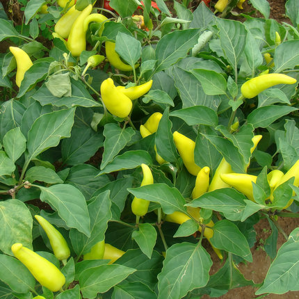 Capsicum annuum var. conoides 'Yellow' Golden Cone Pepper Seeds