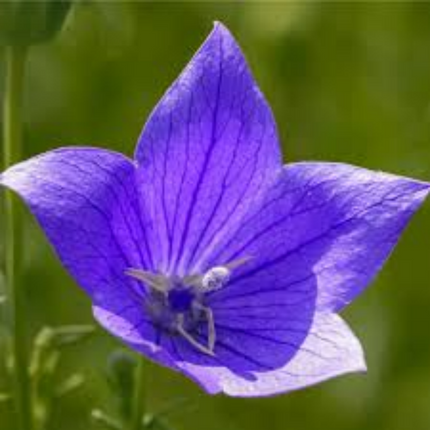 Platycodon grandiflorus 'Balloon Flower' Medicinal Root Seeds