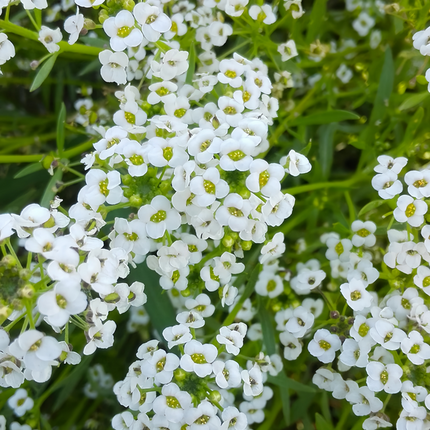 Lobularia Maritima 'White and Red' Bicolor Seeds