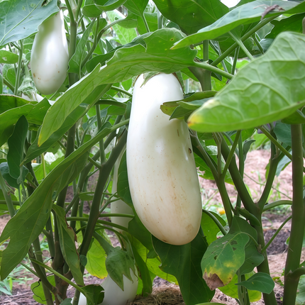 Solanum melongena 'White' Eggplant Seeds