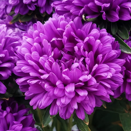 Callistephus Chinensis 'Blue' Annual Aster Seeds